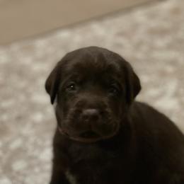 Labrador Retriever Puppies from Spellcast Labradors