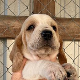 Blue collar - Red and white male Basset Hound puppy in Kenansville, Florida from Fancy Hounds