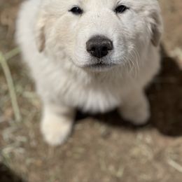 Great Pyrenees Puppies from Forestwood Farms Great Pyrenees
