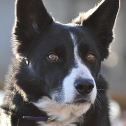 Border Collies from Mutton But Trouble