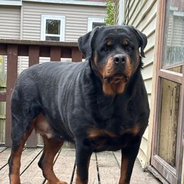 Daisy - Rottweiler
