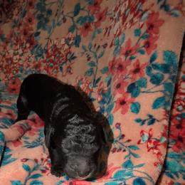 Bellatrix - Black female Sheepadoodle puppy in Austin, Texas from Darling Doodles