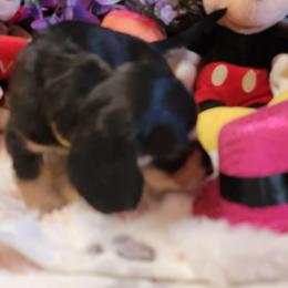 Nessie (AKC and CKC registration invluded) - Black and cream female Dachshund puppy in Terlton, Oklahoma from CLARK'S BREEDING PROGRAM