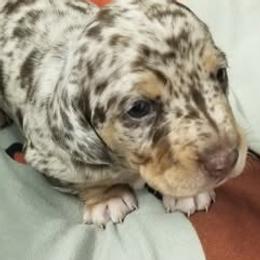 Chocolate dapple boy - Dapple male Dachshund puppy in La Monte, Missouri from Wulff's East LA Puppies