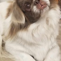 Gypsy - Gray female Pekingese puppy in Batesburg Leesville, South Carolina from My Unique Peke