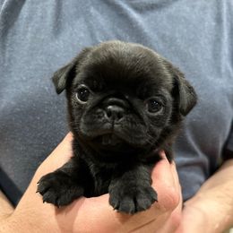 Purple - Black Pug puppy in Hemet, California from Greek God Pugs