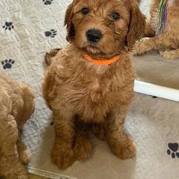 Orange - Apricot female Goldendoodle puppy in Rockford, Ohio from 419 Goldendoodles