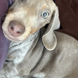 Dachshund Puppies from 307 doxies
