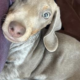 Dachshund Puppies from 307 doxies