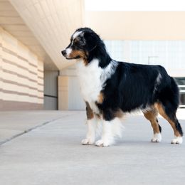 Lux - Miniature American Shepherd