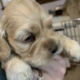 Cocker Spaniel Puppies from Amere Cocker Spaniels