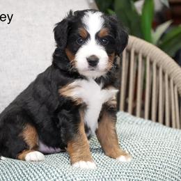 Bentley - Tri-color male Bernedoodle puppy in Spencerville, Indiana from Gentle Giant Bernedoodles