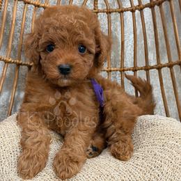 Lotus - Red  female Poodle puppy in Belleville, New Jersey from TK Poodles