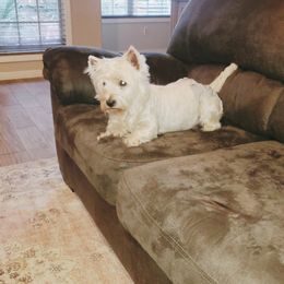 Duchess - West Highland White Terrier
