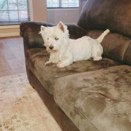 Duchess - West Highland White Terrier
