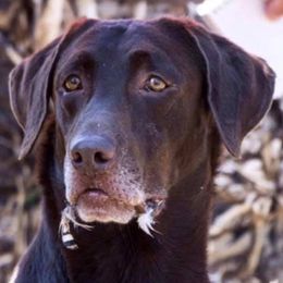 Labrador Retrievers from Southern Elite Retrievers