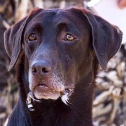 Labrador Retrievers from Southern Elite Retrievers