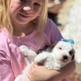 Cavapoo and Goldendoodle Puppies from PJs Puppy Love