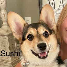 Sushi - Pembroke Welsh Corgi