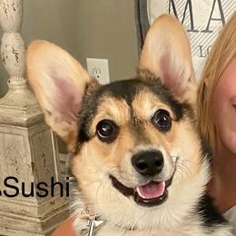 Sushi - Pembroke Welsh Corgi