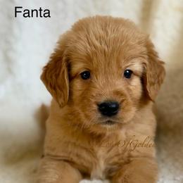 Fanta - Dark golden male Golden Retriever puppy in La Verne, California from 4LoveofGoldens