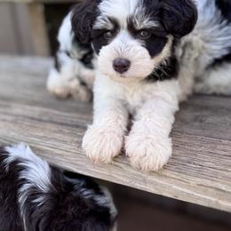 Miniature Schnauzer Puppies from Kimberly's Schnauzers
