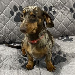 Lola - Dachshund