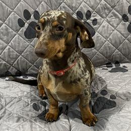 Lola - Dachshund
