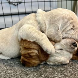 Goldendoodle Puppies from Lykeable Farms