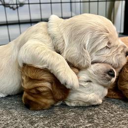 Goldendoodle Puppies from Lykeable Farms
