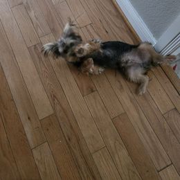 Munchy - Black and tan male Yorkshire Terrier puppy in Virginia Beach, Virginia from Andre's Yorkshire Terriers