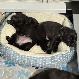 Labrador Retriever Puppies from Meadow Pond Retrievers