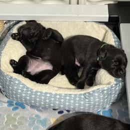 Labrador Retriever Puppies from Meadow Pond Retrievers