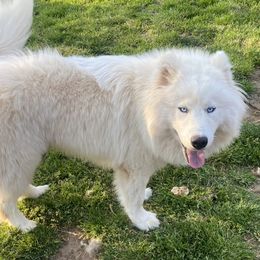 Priest - Siberian Husky