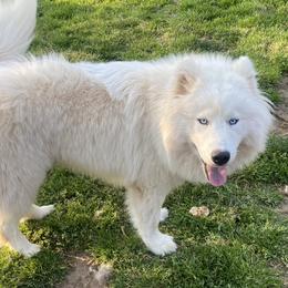 Priest - Siberian Husky