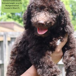 Elsa - Chocolate female Goldendoodle puppy in Palmetto Bay, Florida from SOMIDOODLES