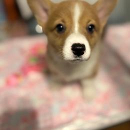 Girl 1 - Red female Pembroke Welsh Corgi puppy in Tucson, Arizona from Sierrita Mountain Corgis