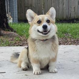 Brooke - Pembroke Welsh Corgi