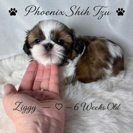 Ziggy - Gold and white male Shih Tzu puppy in Hayden, Idaho from Phoenix Shih Tzu