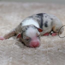 Dunkin - Blue merle male Miniature Australian Shepherd puppy in Prague, Oklahoma from Clay Creek Aussies