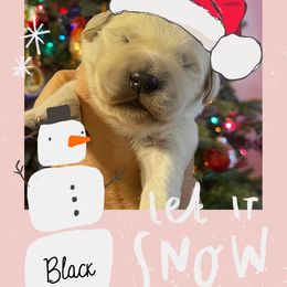 Golden Retriever Puppies from Ruff Life Goldens