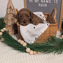 Girl 2 - Red female Cockapoo puppy in York, Pennsylvania from Emily's Cockapoos