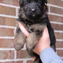 Boy 4 - Black and red male German Shepherd puppy in Mount Vernon, Missouri from German Haus German Shepherds LLC