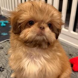 Be My Valentine Ava - Liver female Shih Tzu puppy in Galveston, Texas from 🌗 New Moon Shih Tzu 🌗