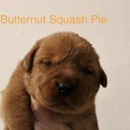 Butternut Squash - Yellow male Labrador Retriever puppy in Tomahawk, Wisconsin from Mahner Labs
