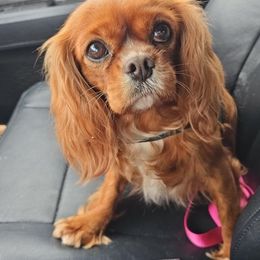 Alli - Cavalier King Charles Spaniel