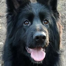 Hilary - German Shepherd