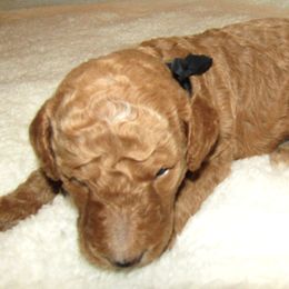 Goldendoodle and Poodle Puppies from David & Patricia Elliott