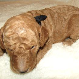 Goldendoodle and Poodle Puppies from David & Patricia Elliott