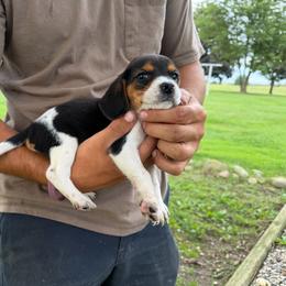 Girl 6 - Red black and white female Beagle puppy in Hudson, Michigan from Bachman’s Kennel